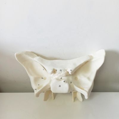 Amplifizierter Alarknochen Sphenoidknochen Detaillierte Anatomie Strukturen Modell für medizinische Studien