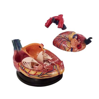 Anatomisches Herzmodell menschlicher Lebensgröße Ideal für Lehr- und Demonstrationszwecke