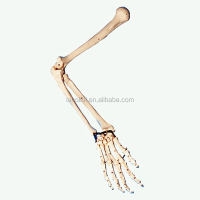 Anatomische Demonstration Modell für medizinische Fachkräfte und Studenten