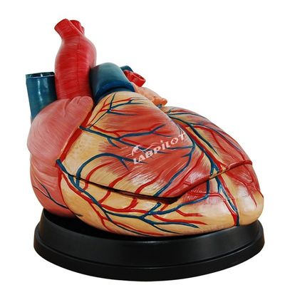 Anatomisches Herzmodell menschlicher Lebensgröße Ideal für Lehr- und Demonstrationszwecke