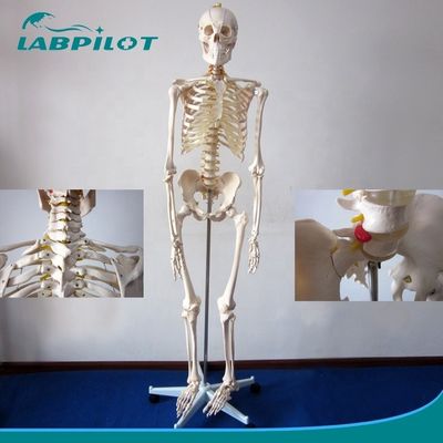 180 cm flexibles Gelenkskelettmodell für die anatomische Demonstration in der Medizin