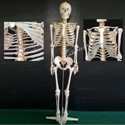 180 cm flexibles Gelenkskelettmodell für die anatomische Demonstration in der Medizin