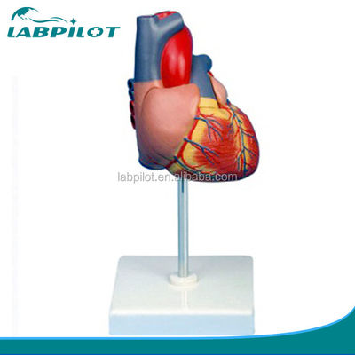 3D-Modell für Anatomie und Physiologie