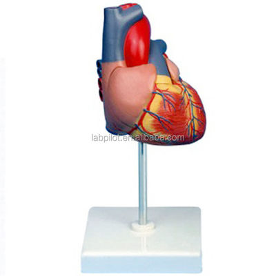 3D-Modell für Anatomie und Physiologie