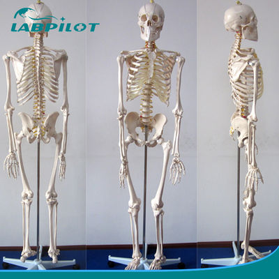Flexible Skeleton Structures for Human Life Größe Lehrmodell im Bildungsbereich