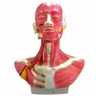 Körpergröße Kopf Gesicht Hals Anatomie und Verteilung der äußeren Halsschlagader Modell
