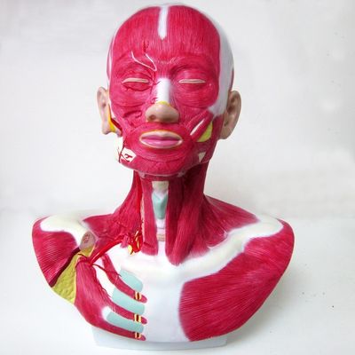 Körpergröße Kopf Gesicht Hals Anatomie und Verteilung der äußeren Halsschlagader Modell