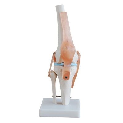 Professionelles Kniegelenkmodell aus fortschrittlichem PVC für die anatomische Ausbildung
