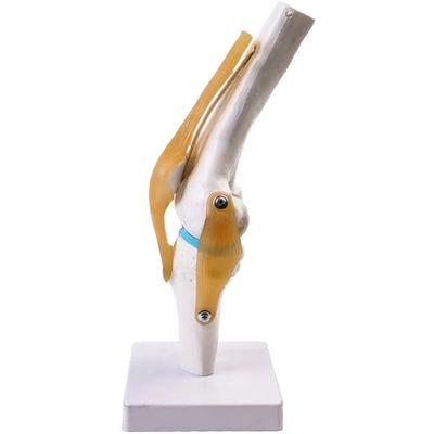 Professionelles Kniegelenkmodell aus fortschrittlichem PVC für die anatomische Ausbildung