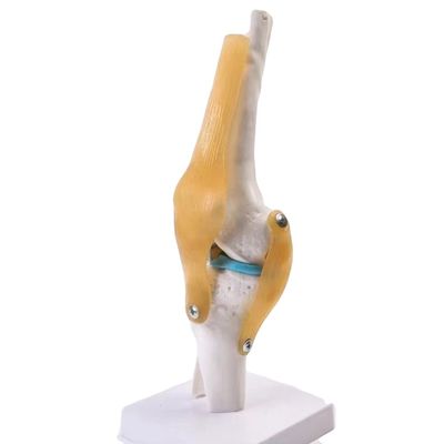 Professionelles Kniegelenkmodell aus fortschrittlichem PVC für die anatomische Ausbildung