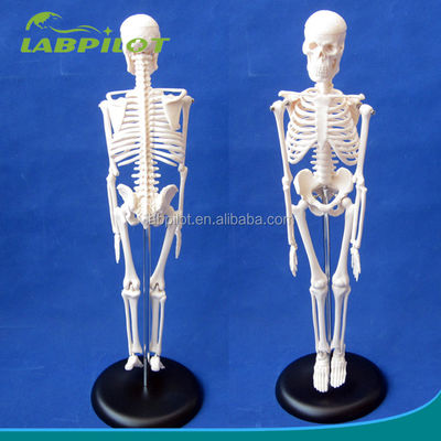 Anpassbares Logo Advanced PVC Flexible Skeleton Modell mit beweglichen Kiefer und Material 45cm