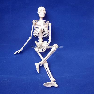 Anpassbares Logo Advanced PVC Flexible Skeleton Modell mit beweglichen Kiefer und Material 45cm