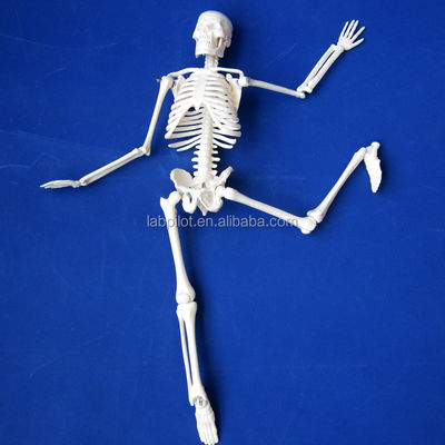 Anpassbares Logo Advanced PVC Flexible Skeleton Modell mit beweglichen Kiefer und Material 45cm