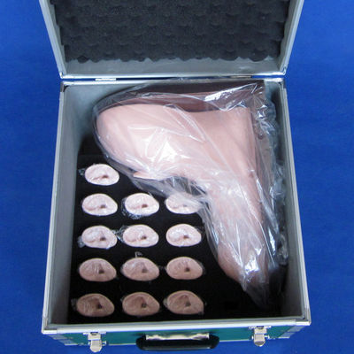 Medizinische Ausbildung Ohruntersuchungsmodell realistische menschliche Simulation mit 14-Pc-Set