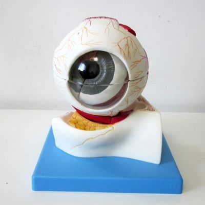 Bildungs-Augenkugel-Modell Erweiterte anatomische Augenstruktur für Krankenhäuser und Bildungseinrichtungen