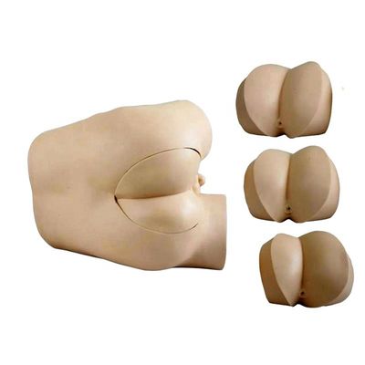 Rectal Examination Skills Training Modell mit fortgeschrittener PVC-Konstruktion und Komponenten