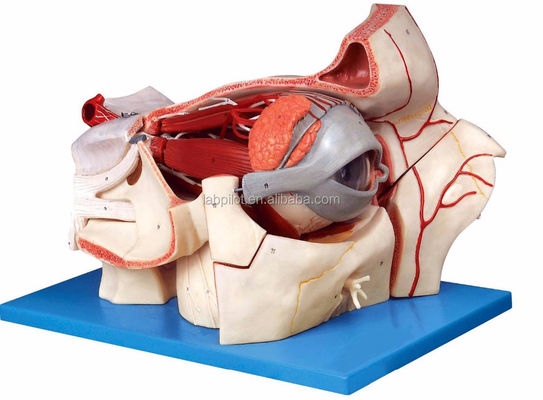 Ophthalmologische anatomische Modelle Augenkugel Modell und Orbit mit Deluxe 9-Teil-Augenmodell