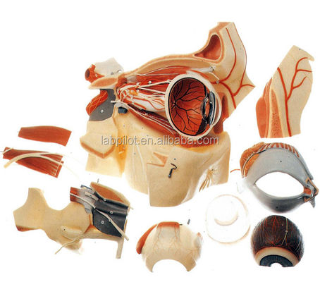Ophthalmologische anatomische Modelle Augenkugel Modell und Orbit mit Deluxe 9-Teil-Augenmodell