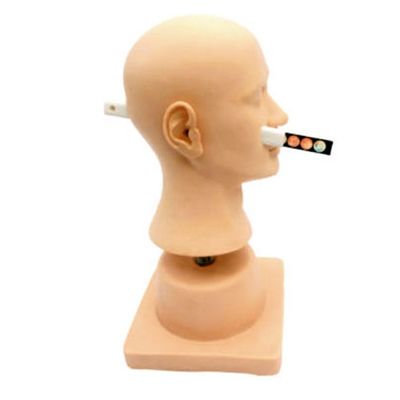 Erweiterter PVC-Plastik-Ohrdiagnosesimulator für Otorhoryngologie-Demonstrationswerkzeug