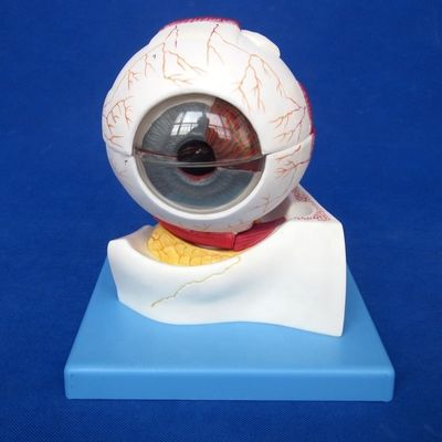 Human Life Size Deluxe 7-teiliges anatomisches Augenkugelmodell für oftalmologische Kategorien
