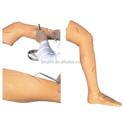 Medizinische Chirurgie-Ausbildungsmodell Lebhaftes Beinmodell für die Demonstration von chirurgischen Instrumenten