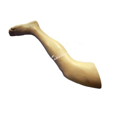 Medizinische Chirurgie-Ausbildungsmodell Lebhaftes Beinmodell für die Demonstration von chirurgischen Instrumenten