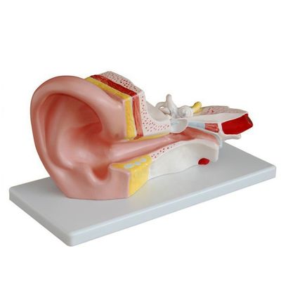 Mittleres Ohrmodell für Otologie Anatomische Modelle Detaillierte menschliche Anatomie Darstellung