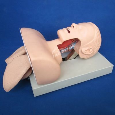 Trachea-Intubation Praxis menschliche Lebensgröße Oral- und Nasen-Intubations-Training-Modell