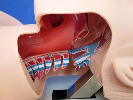 Trachea-Intubation Praxis menschliche Lebensgröße Oral- und Nasen-Intubations-Training-Modell