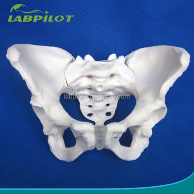 Erweiterte PVC-Vivid-Hippenknochenmodelle für die Lehre des weiblichen Beckenmodells in Kliniken