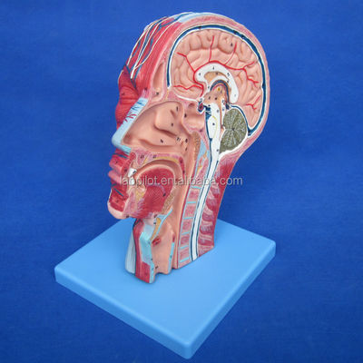 Detaillierte anatomische Strukturen im Halbkopfmodell für den menschlichen Kopf und Hals
