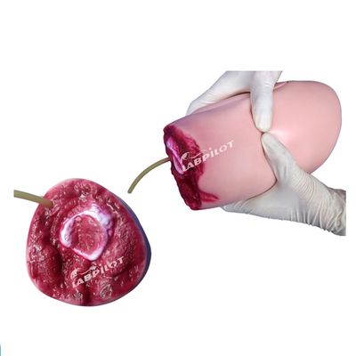 Advanced PVC-Modell Die ideale Lösung für Unterglieder-Trauma-Oberschenkel-Amputation Pflege