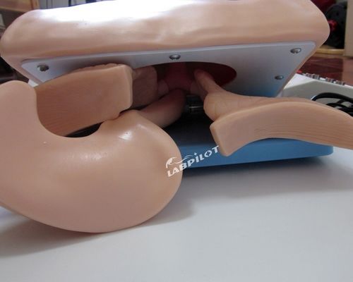 Mehrzweck-Human Simulator für Atemwegsbehandlung und Krikoidpunktion in Krankenhäusern