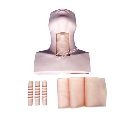 Manikin Anatomie Unterricht Tracheostomie Demonstrationsmodell für Medizinische Wissenschaft