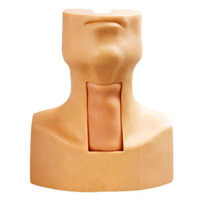 Manikin Anatomie Unterricht Tracheostomie Demonstrationsmodell für Medizinische Wissenschaft