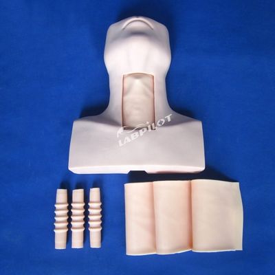 Manikin Anatomie Unterricht Tracheostomie Demonstrationsmodell für Medizinische Wissenschaft