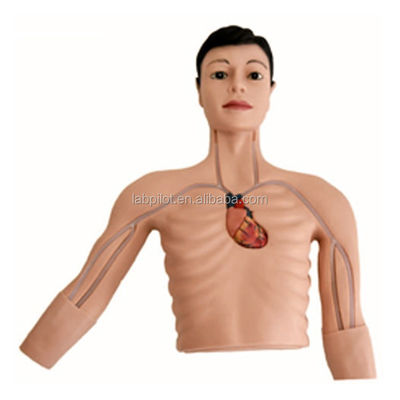 Erweiterter PVC-PICC-Interventionssimulator für die Lehre der Fähigkeiten der venösen Punktion