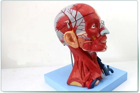 Anatomische Demonstration menschlicher Kopf mit Muskeln und Gehirn anatomisches Rumpfmodell