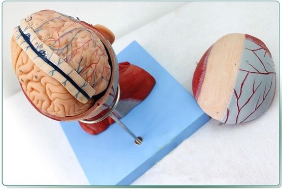 Anatomische Demonstration menschlicher Kopf mit Muskeln und Gehirn anatomisches Rumpfmodell