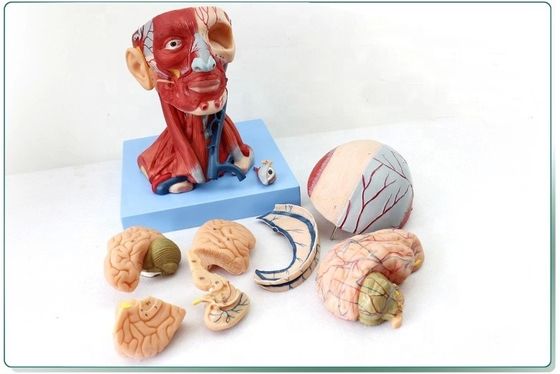 Anatomische Demonstration menschlicher Kopf mit Muskeln und Gehirn anatomisches Rumpfmodell