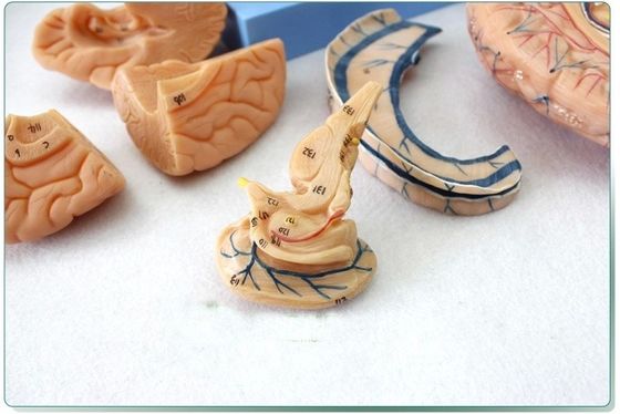 Anatomische Demonstration menschlicher Kopf mit Muskeln und Gehirn anatomisches Rumpfmodell