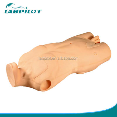 Erweitertes PVC-Torso-Modell für die Entwicklung von Fähigkeiten bei der zentralvenösen Injektion und Punktion