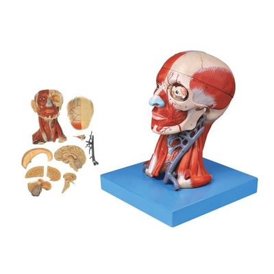 Bildungs-Anatomie-Demonstration Modell des menschlichen Kopfes mit Muskeln Nerven Gehirn Lebensgröße