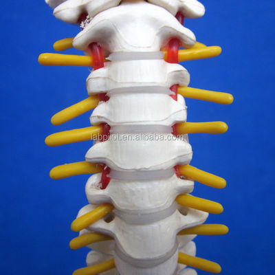 Kleines Wirbelsäulenmodell mit Wirbelsäule Becken und Oberschenkelkopf 45cm menschliches Skelett