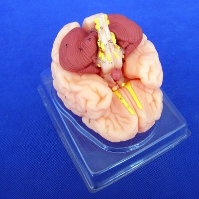 Modell des menschlichen Gehirns 8 Teile Anatomisches Modell für Schulen und Bildungseinrichtungen