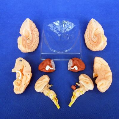Modell des menschlichen Gehirns 8 Teile Anatomisches Modell für Schulen und Bildungseinrichtungen