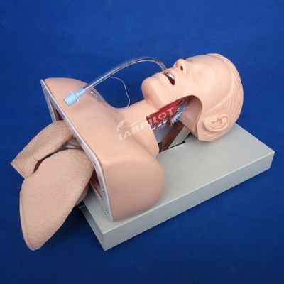 Leiter der Ausbildung zur elektronischen Intubation für die Weiterentwicklung des Modells der Luftwegsteuerung und der NG-Rohrfunktion