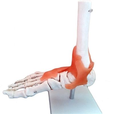 Anatomische Struktur des Fußes in lebensgroßer Größe