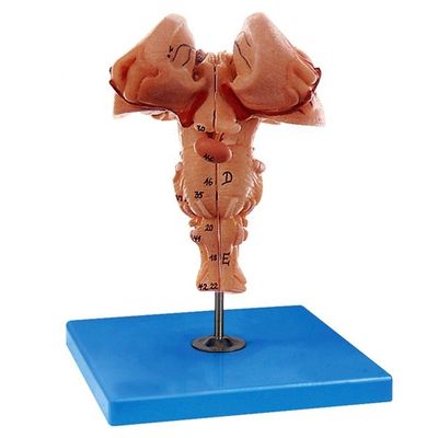 Amplifiziertes Hirnstammmodell - ein Muss für medizinische Anatomie-Demonstrationen in Schulen
