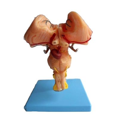 Amplifiziertes Hirnstammmodell - ein Muss für medizinische Anatomie-Demonstrationen in Schulen